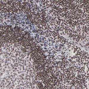 Anti-SP2 antibody produced in rabbit 