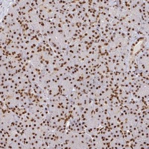 Anti-SP3 antibody produced in rabbit 