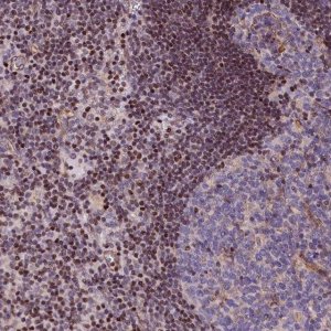 Anti-SP4 antibody produced in rabbit 