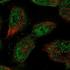 Anti-SP4 antibody produced in rabbit 