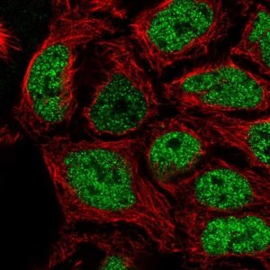 Anti-SP6 antibody produced in rabbit 