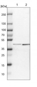 Anti-SP6 antibody produced in rabbit 