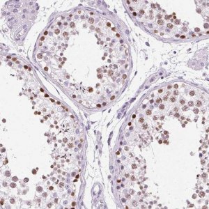Anti-SP7 antibody produced in rabbit 