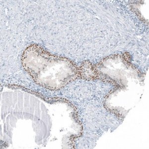 Anti-SP8 antibody produced in rabbit 