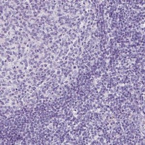 Anti-SP8 antibody produced in rabbit 