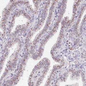 Anti-SP9 antibody produced in rabbit 