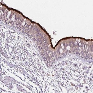 Anti-SPACA9 antibody produced in rabbit HPA051600-100UL