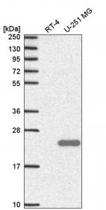 Anti-SPACA9 antibody produced in rabbit HPA051600-100UL
