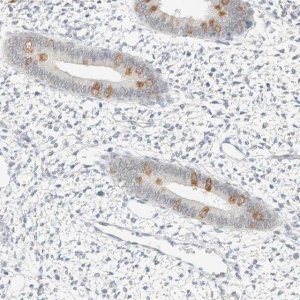 Anti-SPAG1 antibody produced in rabbit 