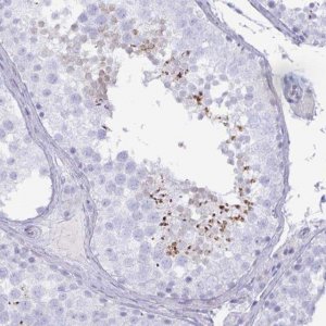 Anti-SPAG4 antibody produced in rabbit 