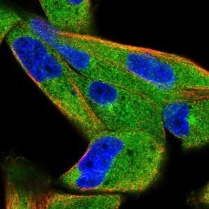 Anti-SPAG9 antibody produced in rabbit 