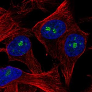 Anti-SPANXN3 antibody produced in rabbit 