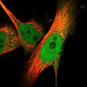 Anti-SPATA13 antibody produced in rabbit 
