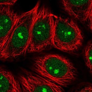 Anti-SPATA2 antibody produced in rabbit 