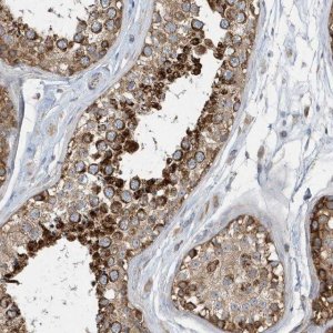 Anti-SPATA5 antibody produced in rabbit 