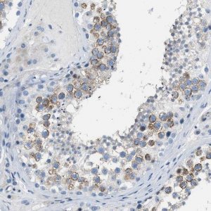 Anti-SPATC1L antibody produced in rabbit HPA019165-100UL