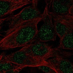 Anti-SPATS1 antibody produced in rabbit 