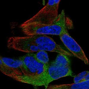 Anti-SPATS2 antibody produced in rabbit 