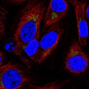Anti-SPCS1 antibody produced in rabbit 
