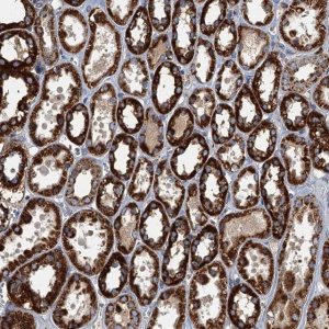 Anti-SPDYC antibody produced in rabbit 