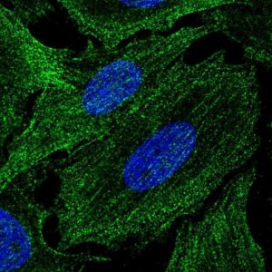 Anti-SPECC1L antibody produced in rabbit 
