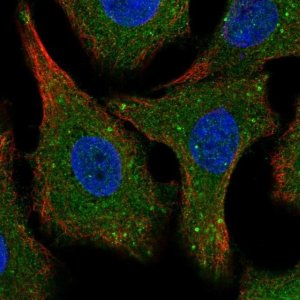 Anti-SPG21 antibody produced in rabbit 