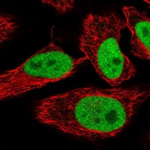 Anti-SPIN1 antibody produced in rabbit 