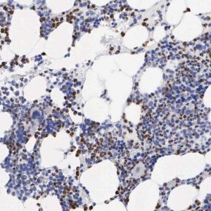 Anti-SPIN3 antibody produced in rabbit 