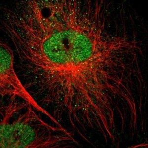 Anti-SPIN3 antibody produced in rabbit 