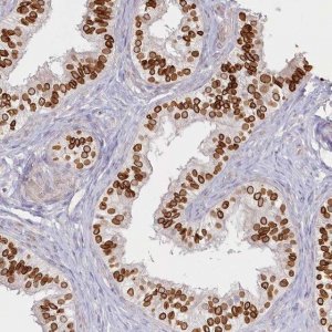 Anti-SPINK13 antibody produced in rabbit 