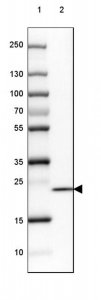 Anti-SPINK13 antibody produced in rabbit 