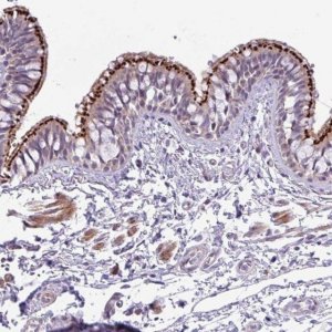 Anti-SPINK8 antibody produced in rabbit 