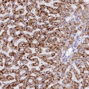 Anti-SPINK9 antibody produced in rabbit 