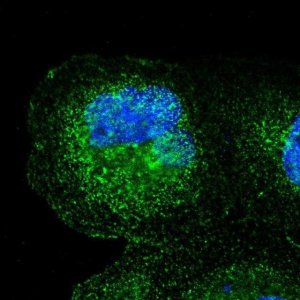 Anti-SPPL3 antibody produced in rabbit 