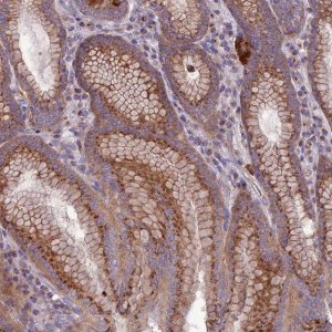 Anti-SPRYD7 antibody produced in rabbit 