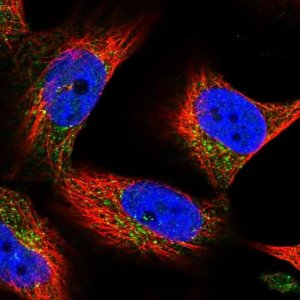 Anti-SPRYD7 antibody produced in rabbit 