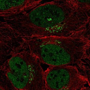 Anti-SPSB4 antibody produced in rabbit 