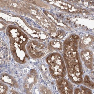 Anti-SRBD1 antibody produced in rabbit 