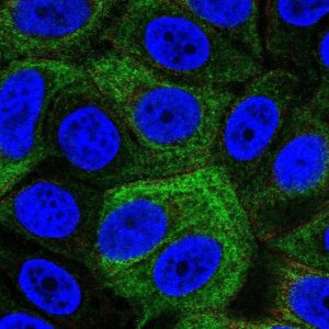 Anti-SRMS antibody produced in rabbit 