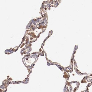 ANTI-SRRD antibody produced in rabbit 