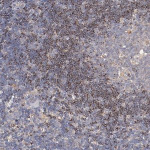 ANTI-SRRD antibody produced in rabbit 