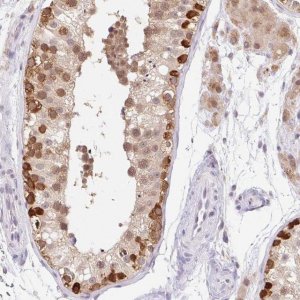 Anti-SRSF10 antibody produced in rabbit 