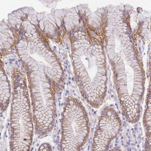 Anti-SRSF12 antibody produced in rabbit 