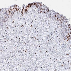 Anti-SRSF3 antibody produced in rabbit 