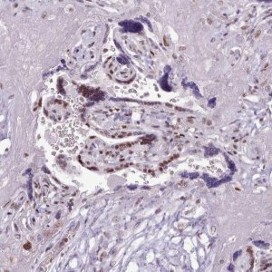 Anti-SRSF4 antibody produced in rabbit 