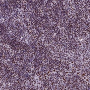Anti-SRSF4 antibody produced in rabbit 