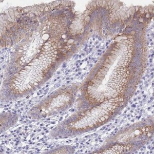 Anti-SSC4D antibody produced in rabbit 