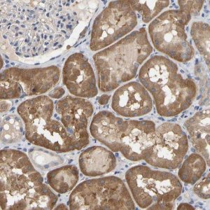 Anti-SSH1 antibody produced in rabbit 