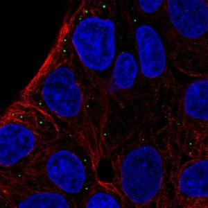 Anti-ST3GAL5 antibody produced in rabbit 