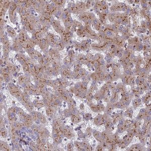 Anti-ST3GAL6 antibody produced in rabbit 